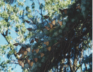 monarch cluster - Maxine photo