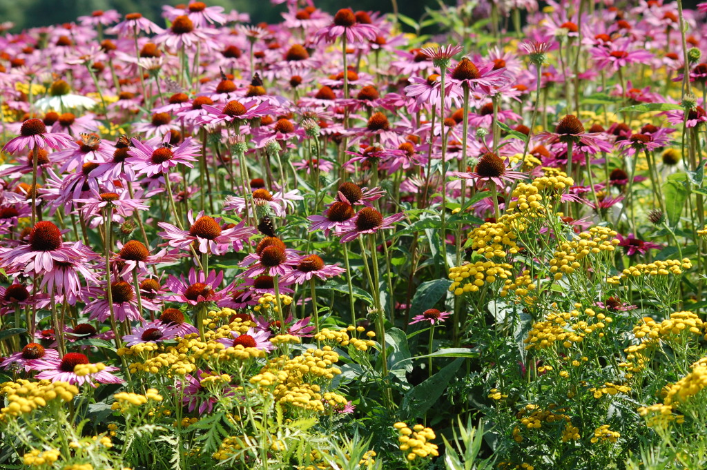 coneflower-field-3-1338125