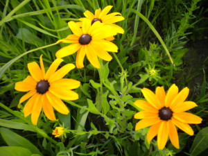 Black-eyed Susan