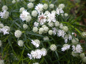 Mountain Mint