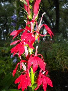 cardinal flower