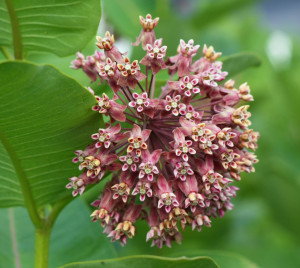common milkweed flower