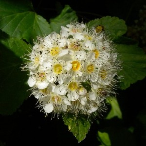 ninebark