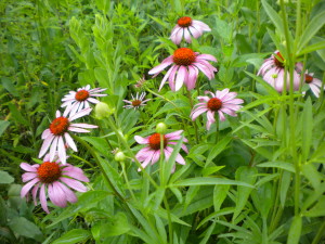 purple coneflower