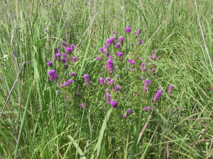 purple prairie clover 1