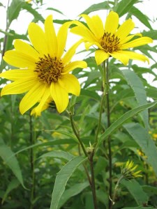 sawtooth sunflower