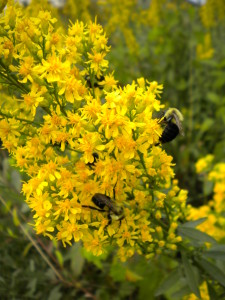 showy goldenrod 1