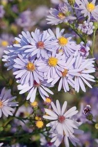 sky blue aster