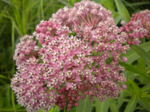 swamp milkweed 1