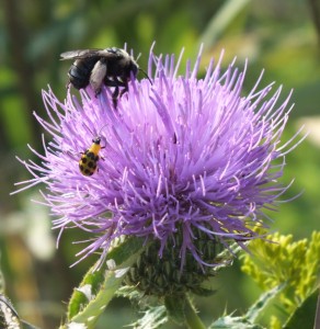 tall thistle