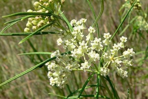 whorled milkweed