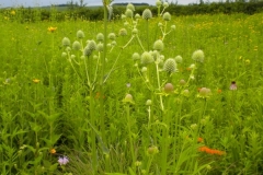 1_wildflowers_095__600x800_