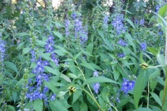 20150723_191050__800x450_