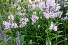 20150723_191858__800x450_