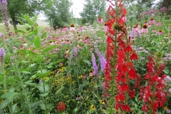 IMG_0390-640x480