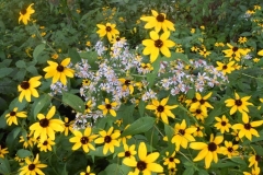 aster_susan