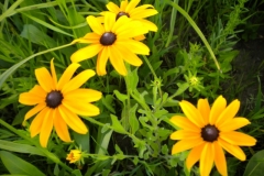 black-eyed_susan__800x600_