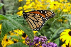 butterfly-garden-1-1361647-1600x1200