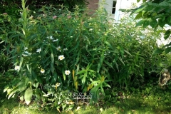 butterfly-garden-2017-1