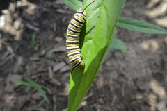 caterpillar_compressed