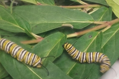 caterpillars