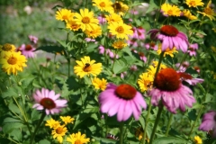 coneflower_and_daisies