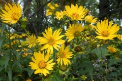 cup_plant