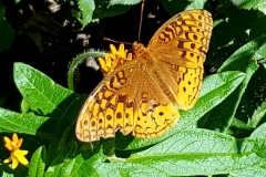 fritillary