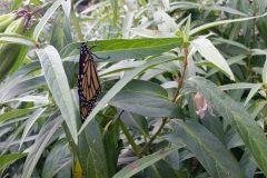 hatched_monarch