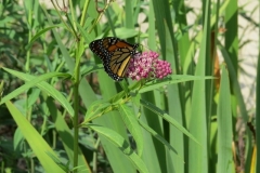 lincoln-monarch-640x480