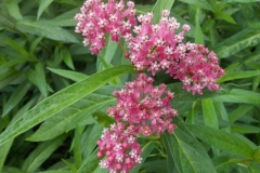 milkweed