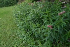 milkweed_plot