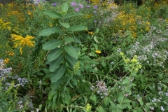 milkweed_scene