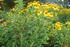 sneezeweed