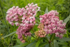 swamp_milkweed__800x600_