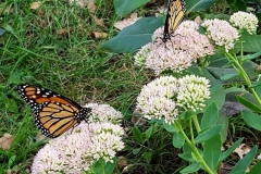 two_monarchs