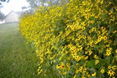 wildflowers_246__800x600_