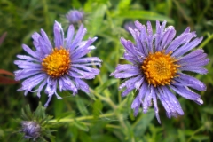 wildflowers_251__800x600_