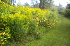 wildflowers_304__800x600_