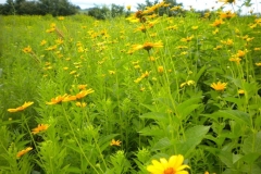 yellow_oxeye_2