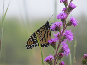 monarch on rough blazing star2