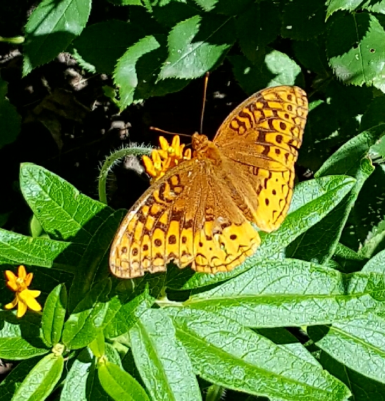 National Pollinator Week Proclamation